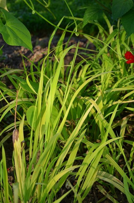 Millium effusum 'Aureum'